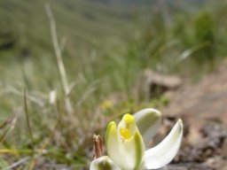 Albuca setosa in montane surroundings